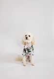 Pineapple Floral Button Up - TimDog Fashions